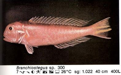 Branchiostegus sp